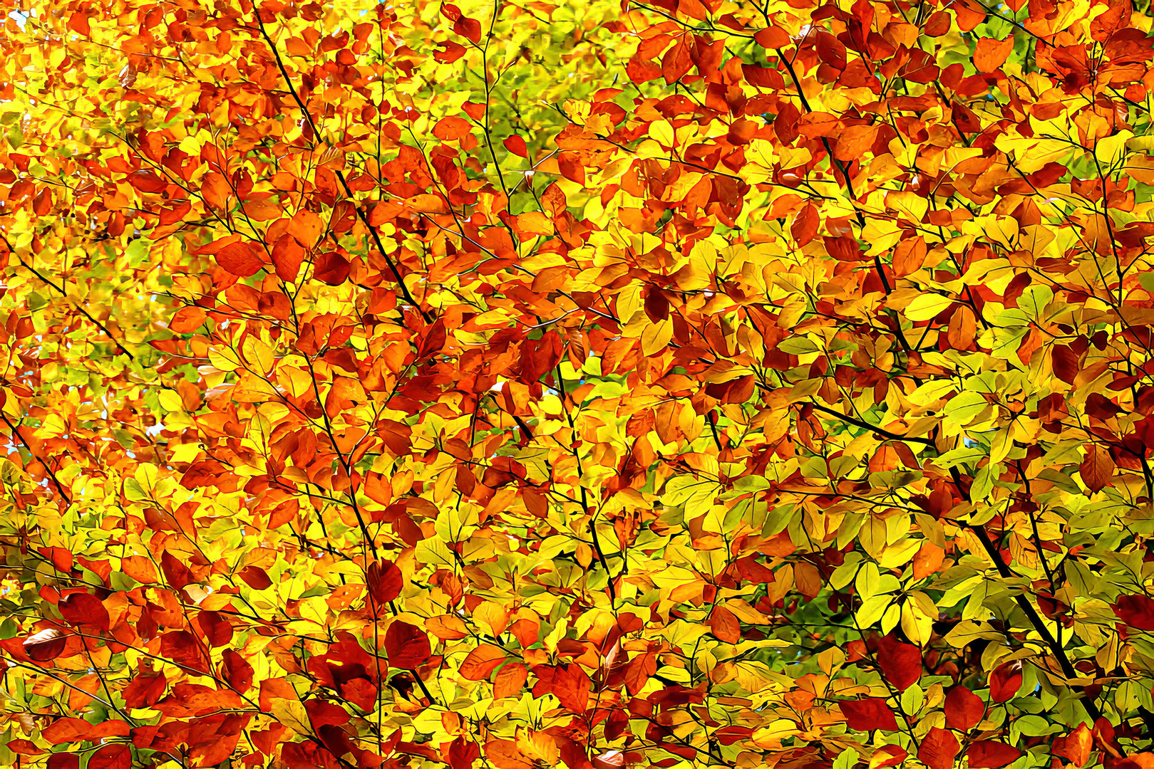 Herbstblattdurcheinander