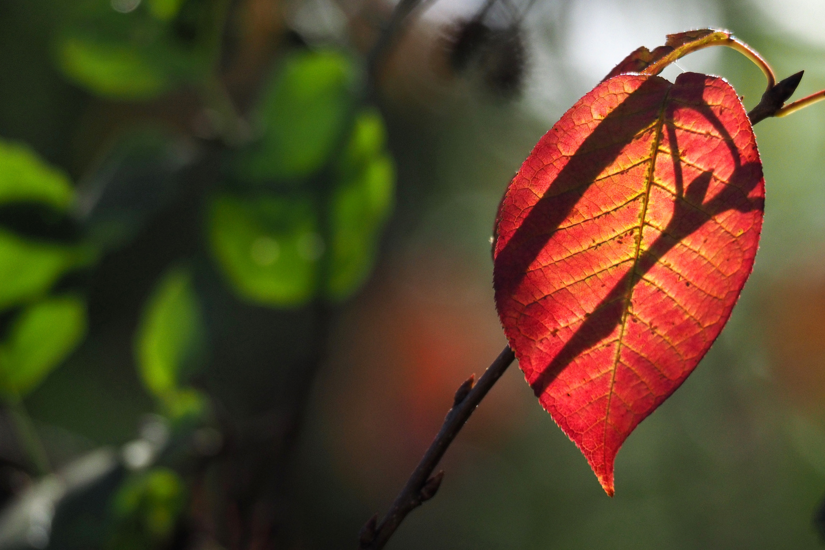 Herbstblatt:durchleuchtet