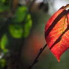 Herbstblatt:durchleuchtet