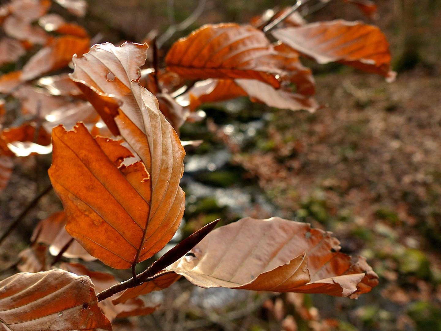 Herbstbla?tter