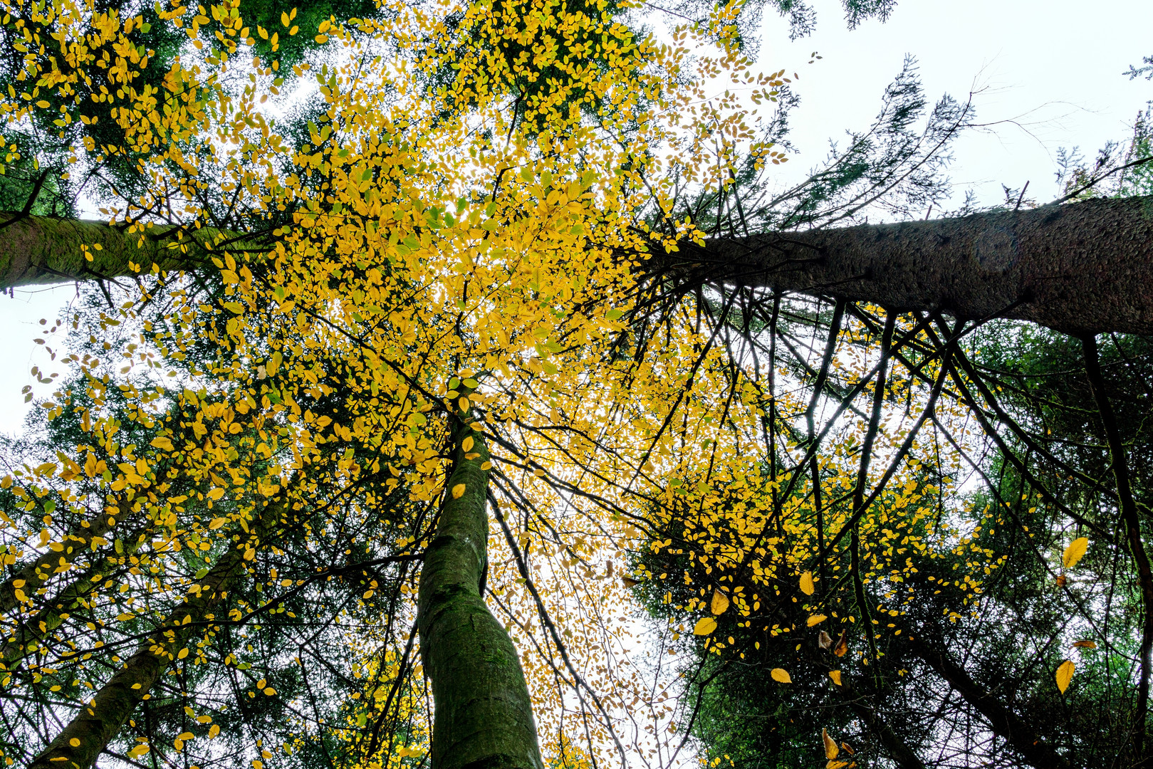 Herbstblattfärbung ...