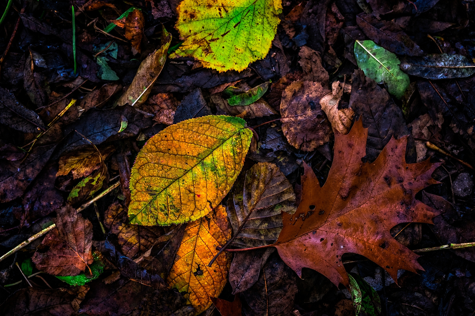 herbstblattfarben