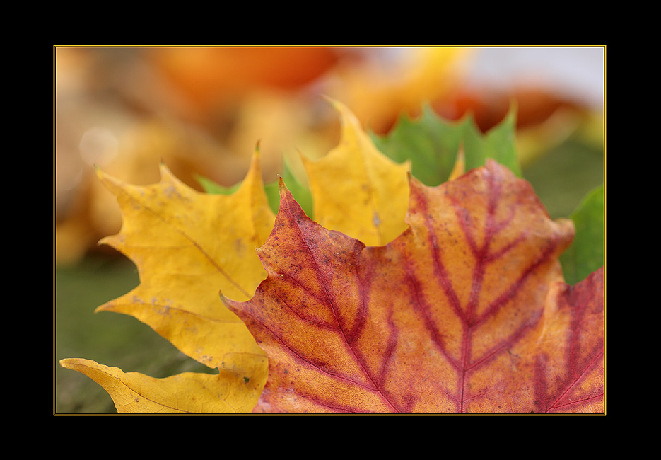 Herbstblattfarben.