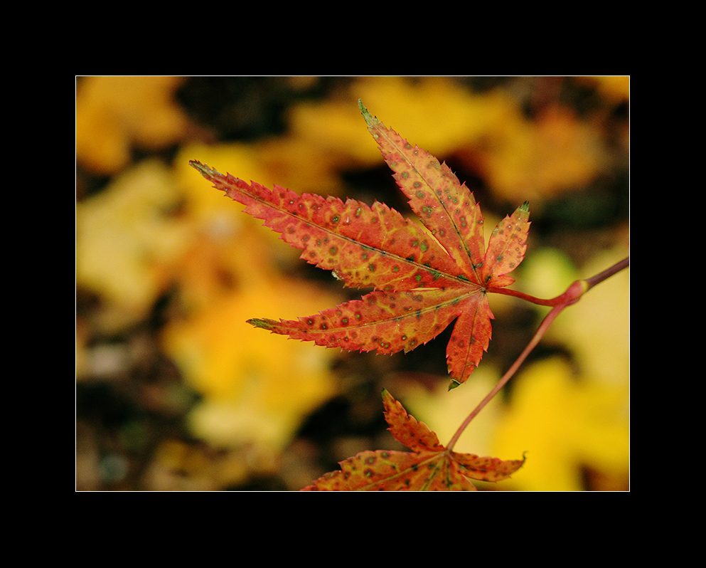 Herbstblattknipserei