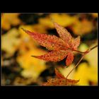 Herbstblattknipserei
