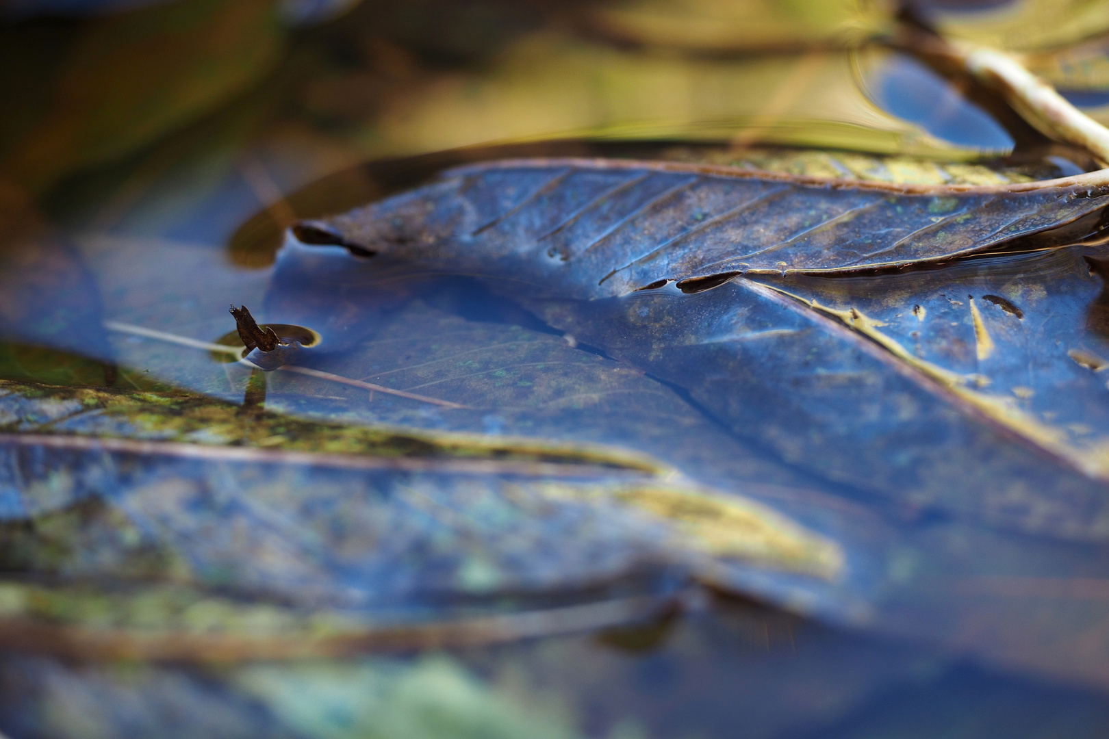 Herbstblatt:spiegelnd