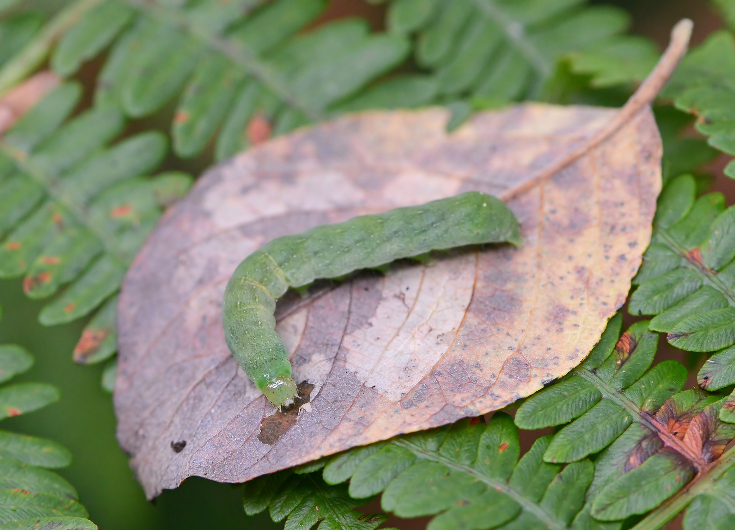 Herbstblattverwerter