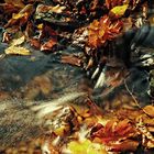 herbst.blatt.wasser