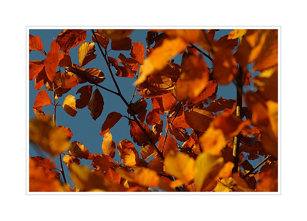 Herbstblau,