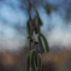 Herbstblau