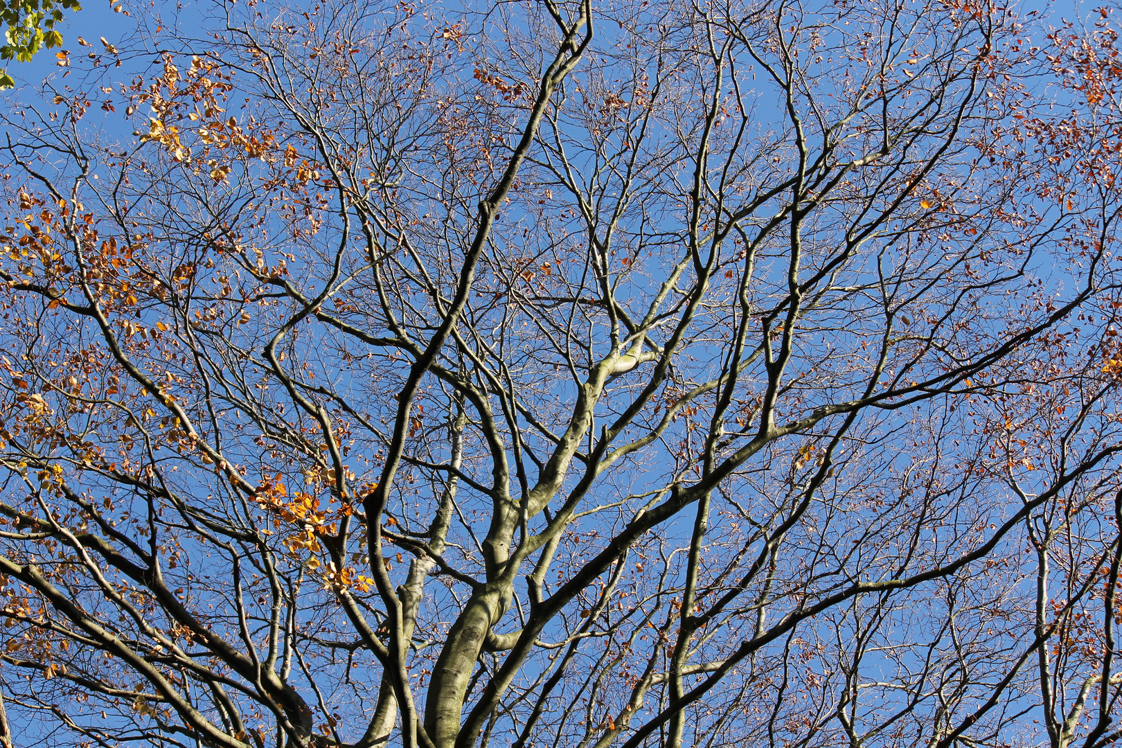 Herbstblau