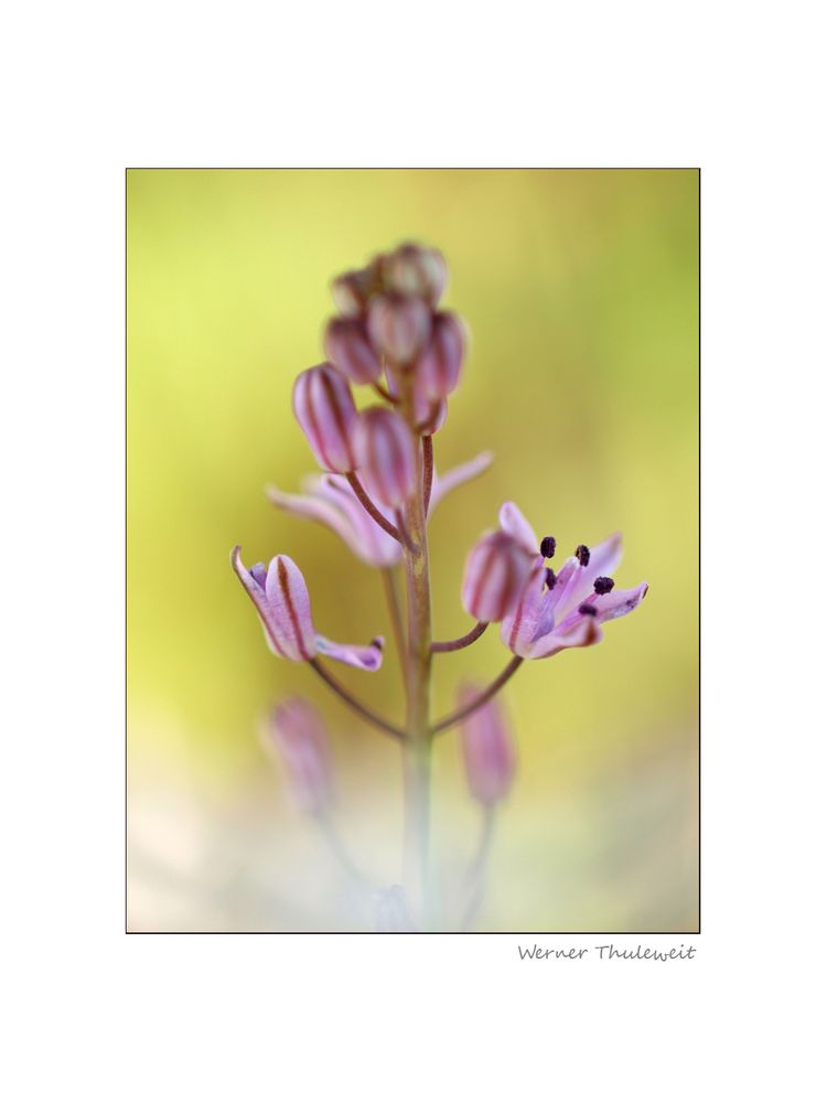 Herbstblaustern, Scilla optusifolia