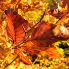 Herbstblick