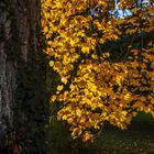 Herbstblick