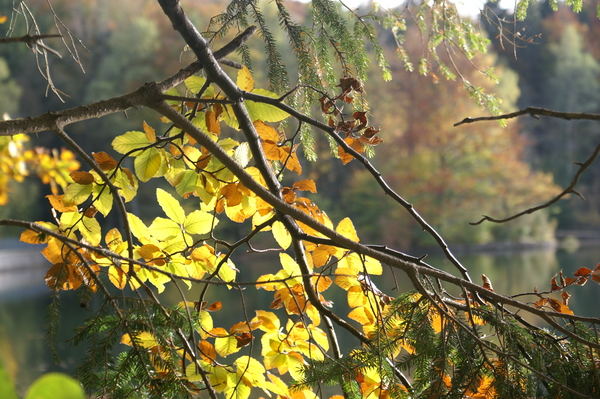 Herbstblick