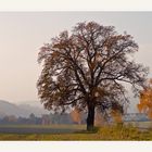 Herbstblick