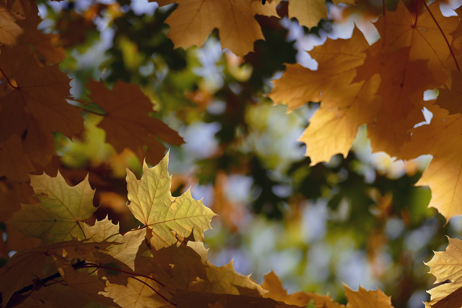 Herbstblick