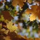 Herbstblick