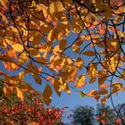 Herbstblick