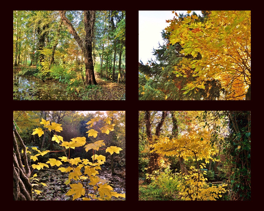 Herbstblick durch das Fenster