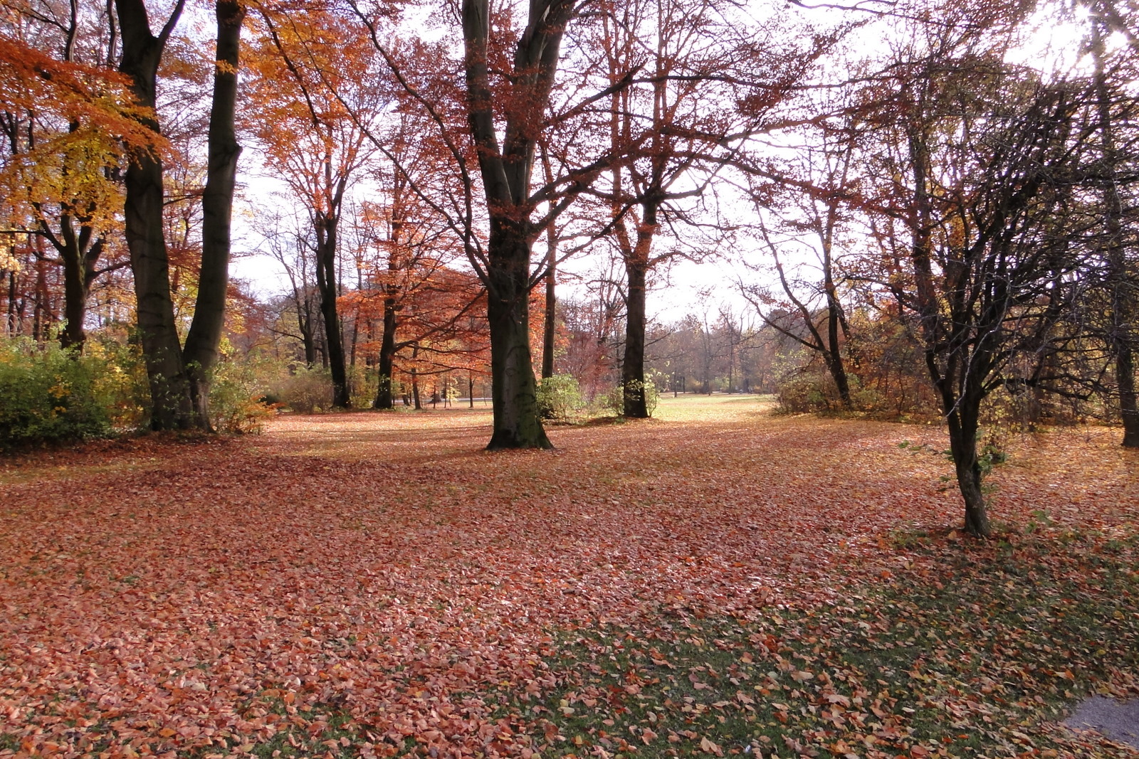 Herbstblick durch den Englischen Garten