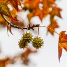 Herbstblick