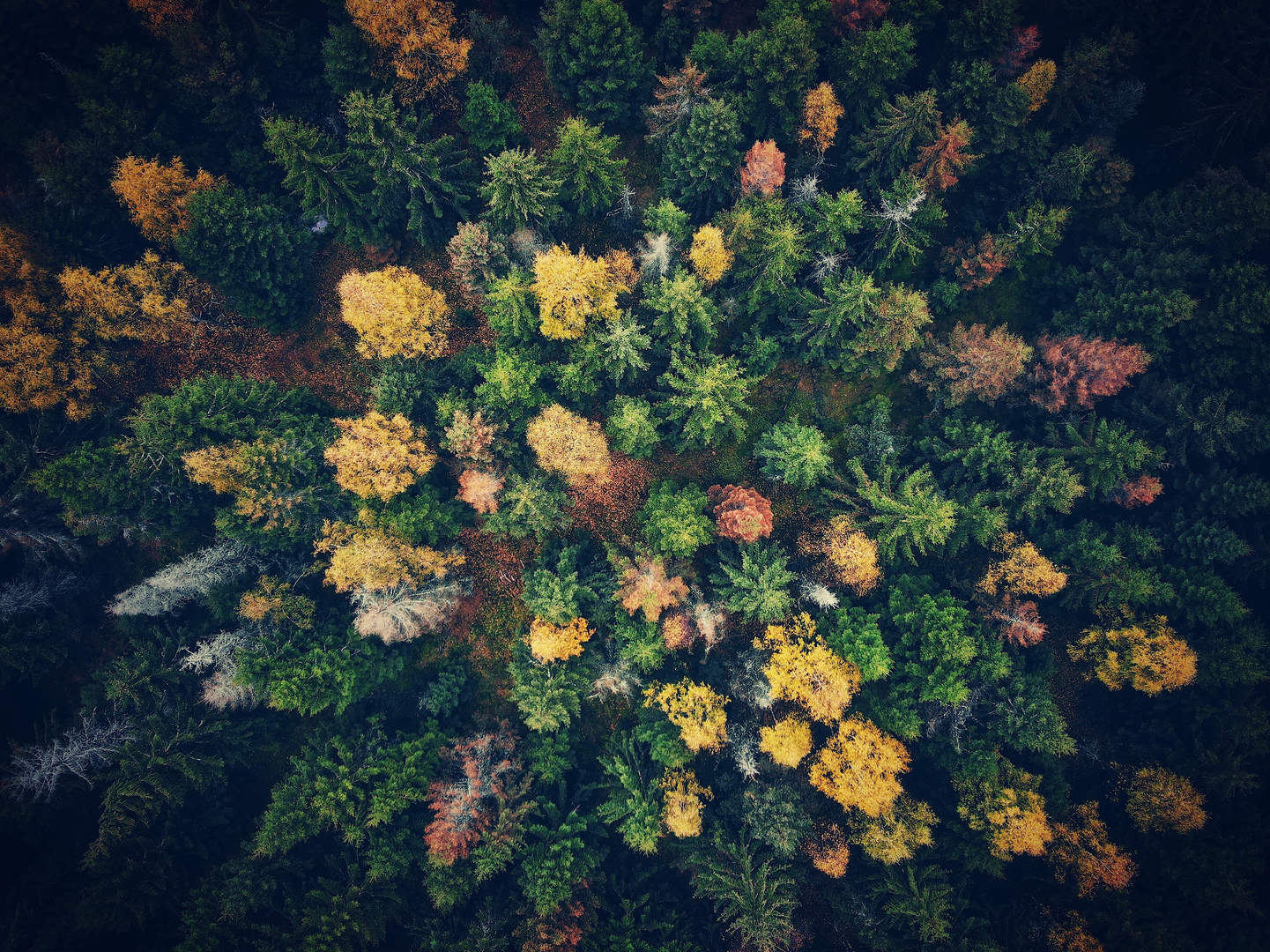 Herbstblick 