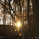 Herbstblick in den Taunuswald 