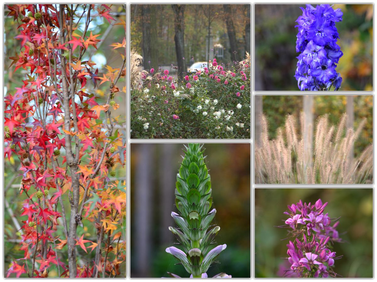 Herbstblühen