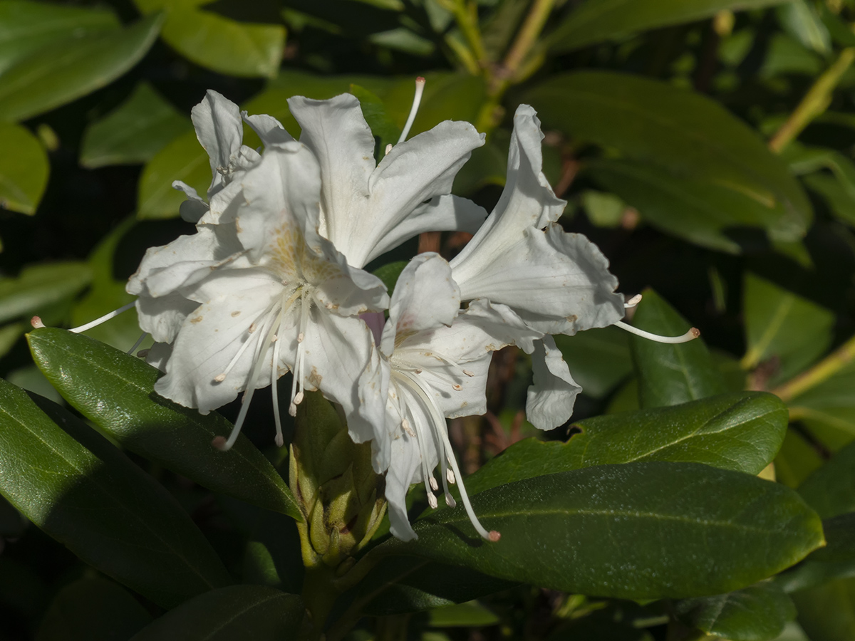 Herbstblühender Rhododendron Foto & Bild pflanzen, pilze & flechten