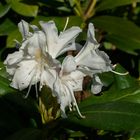 Herbstblühender Rhododendron