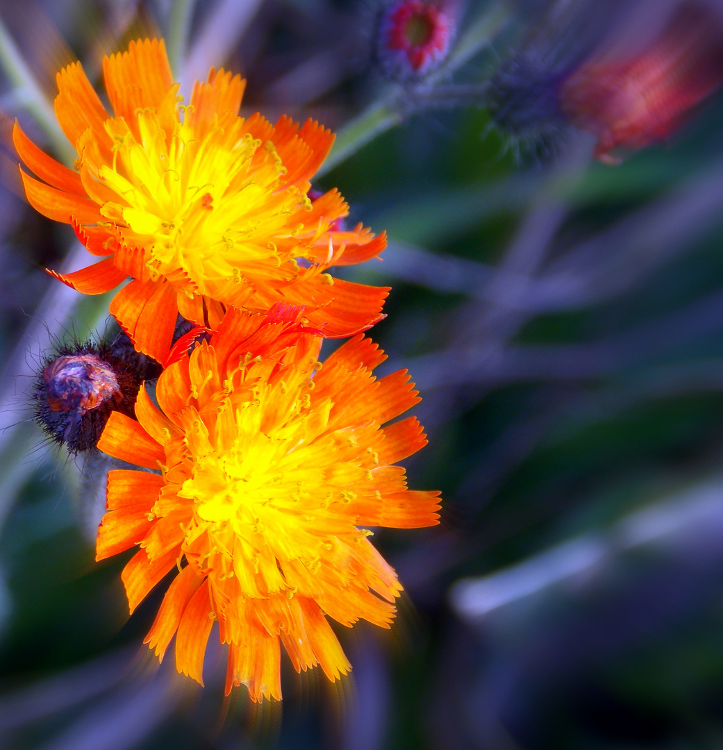 Herbstblüher