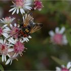 Herbstblüher