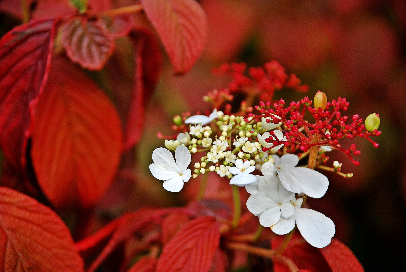 Herbstblüher