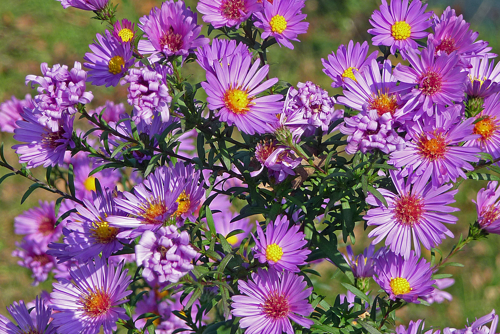 Herbstblüher