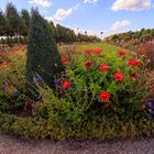 Herbstblüher des  Schlossgartens