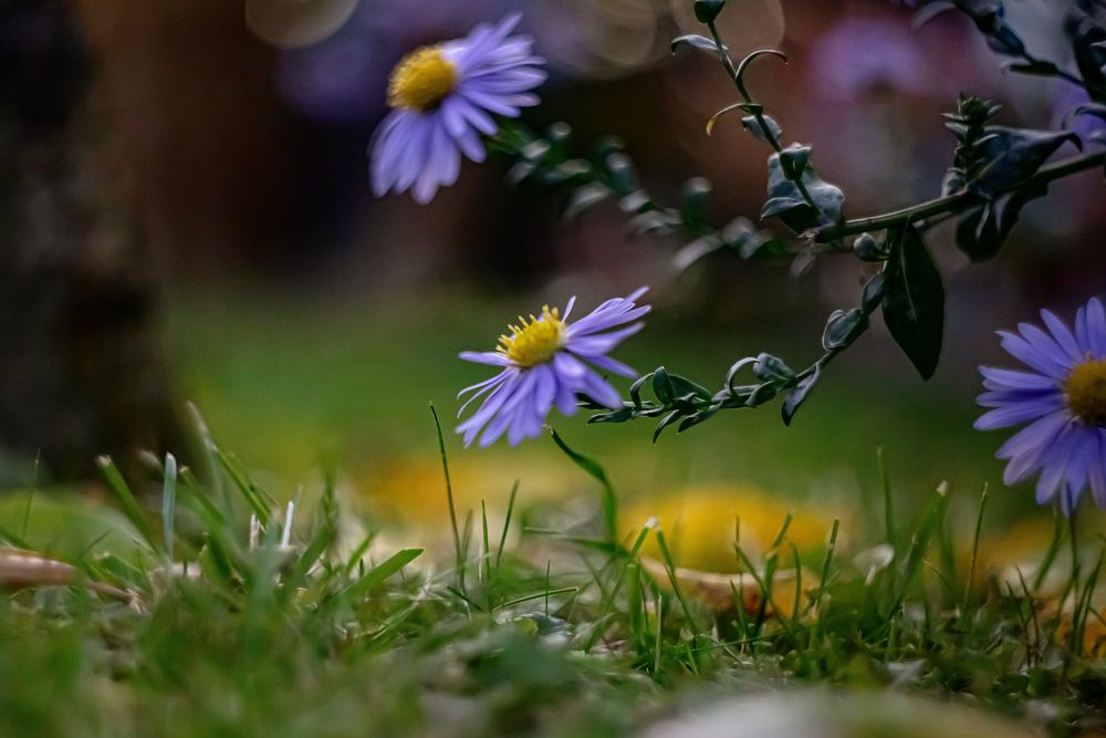 Herbstblüher