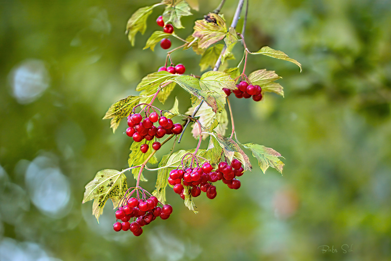 Herbstblühte