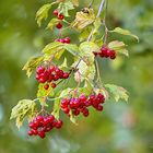 Herbstblühte