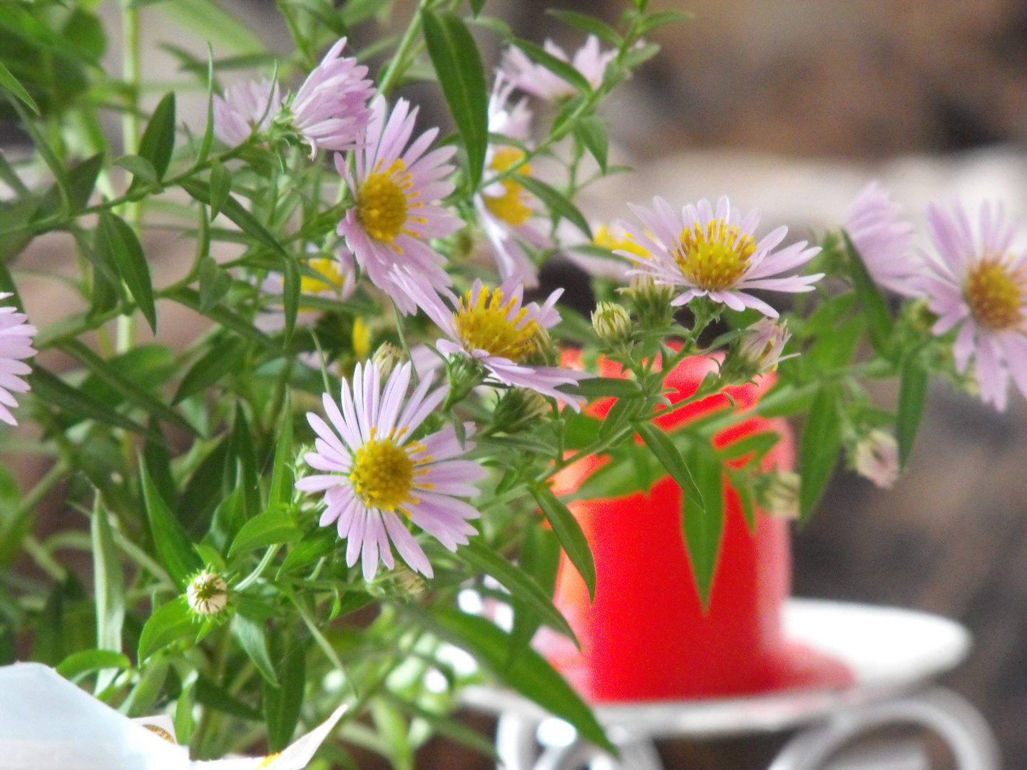 Herbstblümchen