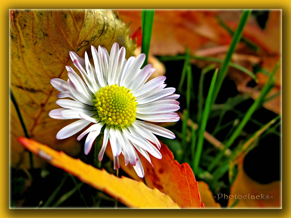 Herbstblümchen