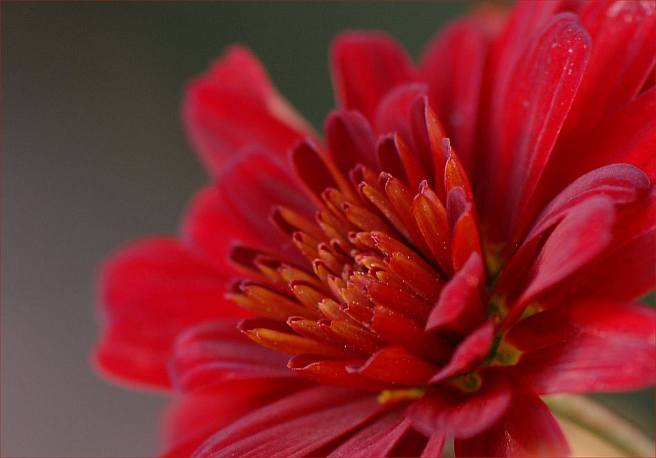 Herbstblümchen