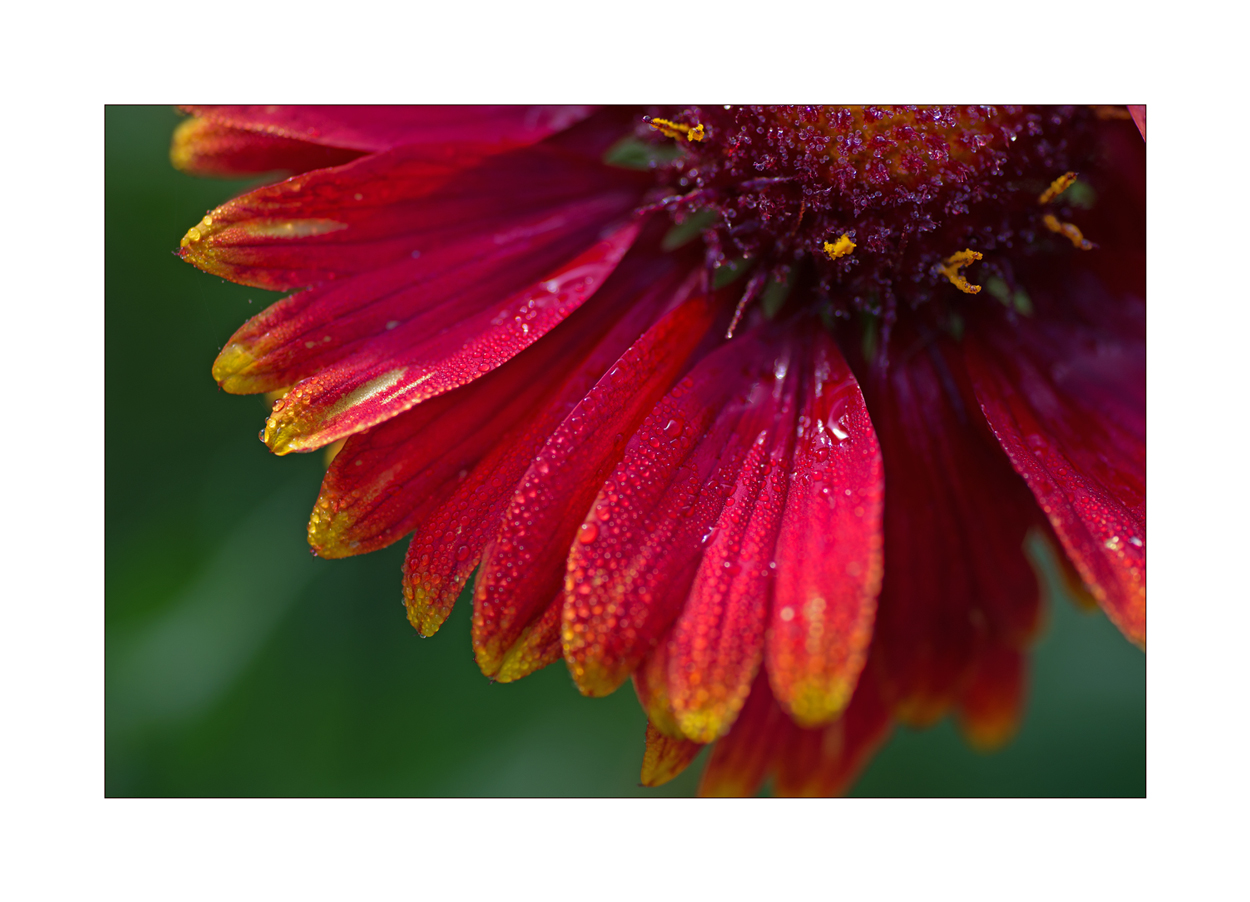 Herbstblümchen