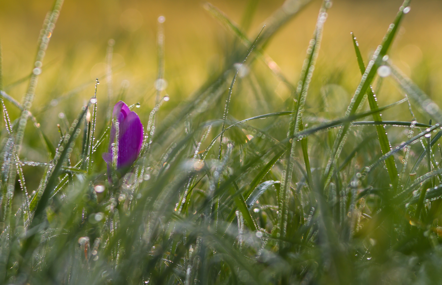 Herbstblümchen