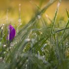 Herbstblümchen