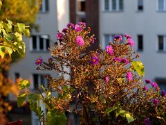 Herbstblümchen