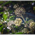 Herbstblümchen....