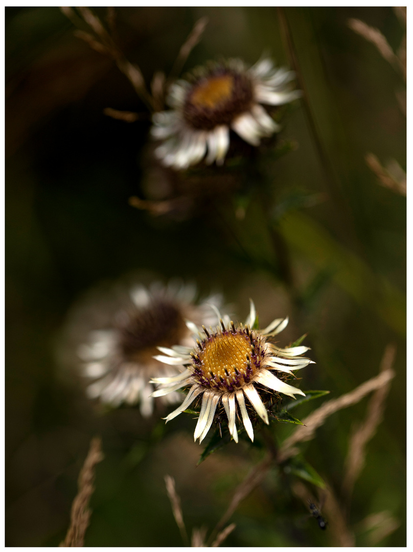 Herbstblümchen am Mittwoch 