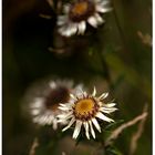 Herbstblümchen am Mittwoch 