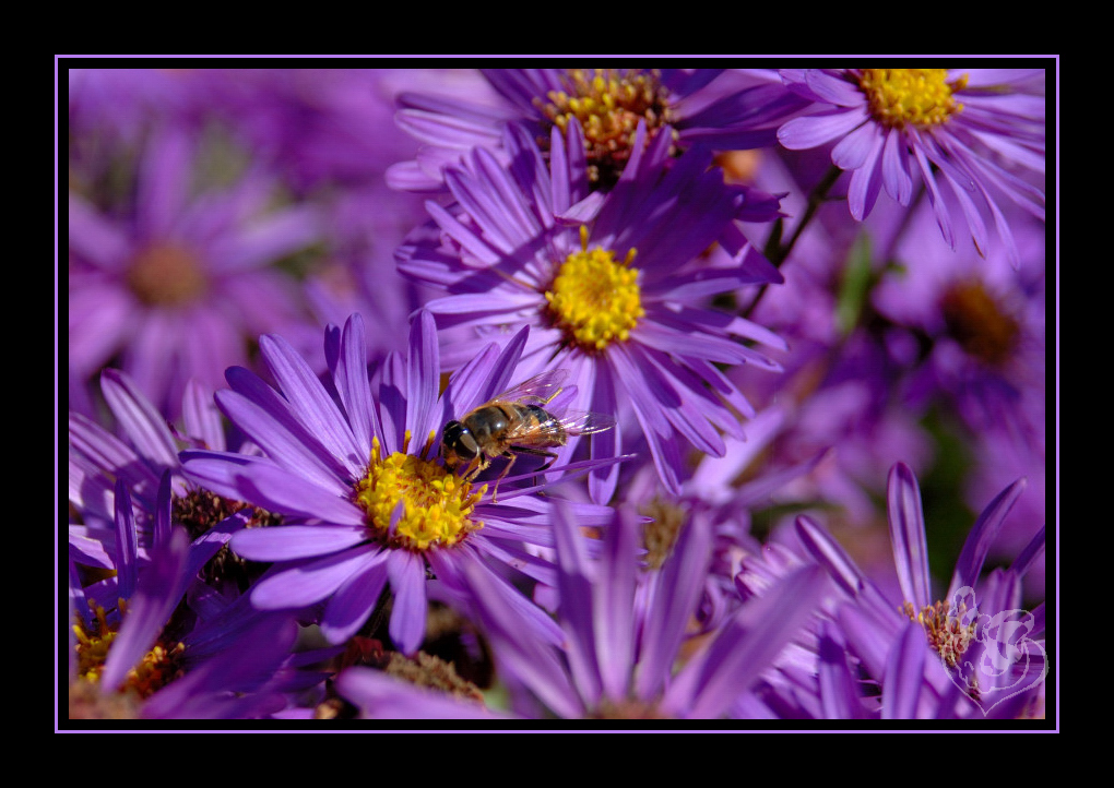 Herbstblümchen auf der Mainau